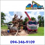 Tree moving crane - รถเครนให้เช่า รถกระเช้าให้เช่า - เอ แอนด์ เอ เครน