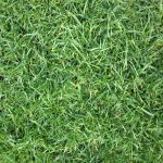 หญ้าพาสพาลั่ม - ไร่หญ้าตะวันรุ่ง