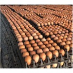 ขายไข่ไก่ พิจิตร - กางกรณ์การค้า พิจิตร