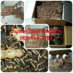 บริษัทกำจัดปลวกโคราช - ฮันเตอร์ โฮมเซอร์วิส