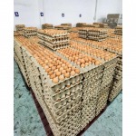 Wholesale eggs Chonburi - ฟาร์มไข่ไก่ชลบุรี ขายส่งไข่ไก่ราคาถูก - ฟาร์มยู่สูงไข่สด 