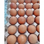 Farm eggs - ฟาร์มไข่ไก่ชลบุรี ขายส่งไข่ไก่ราคาถูก - ฟาร์มยู่สูงไข่สด 