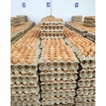 Wholesale source of chicken eggs - ฟาร์มไข่ไก่ชลบุรี ขายส่งไข่ไก่ราคาถูก - ฟาร์มยู่สูงไข่สด 