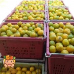 น้ำส้ม ขวดใหญ่ ขายส่ง - อเดลน้ำส้มคั้นสด นนทบุรี