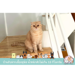รับฝากเลี้ยงแมว สมุทรปราการ