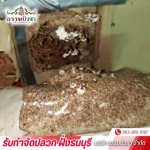 รับกำจัดปลวกเร่งด่วน ธนบุรี