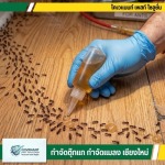 บริการรับกำจัดมด แมลงสาบ ไร้สารเคมี ครบวงจร