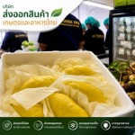 ทุเรียนแกะเนื้อส่งออก