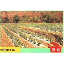 พลาสติกคลุมแปลงปลูกพริกหวาน