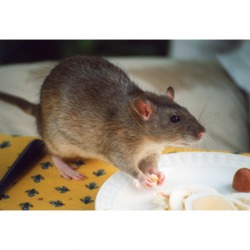 บริการกำจัดหนู