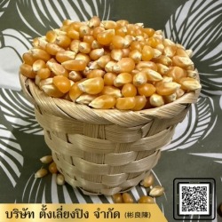 ขายส่งข้าวโพด
