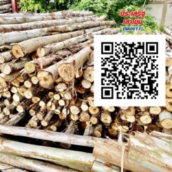 Eucalyptus wood for sale, Pathum Thani