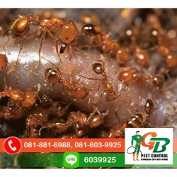 บริการกำจัดมด แมลงสาบ แมลงคลาน เชียงใหม่