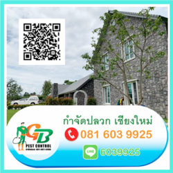 รับฉีดปลวกราคาถูก เชียงใหม่