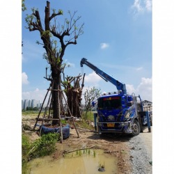 Tree support