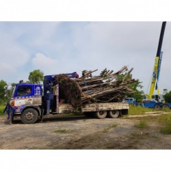 Hired trees