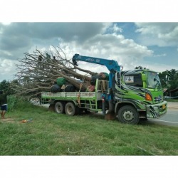 Get moving trees