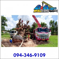 Tree moving crane