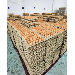 Wholesale eggs Chonburi