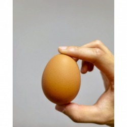 Want to sell chicken eggs