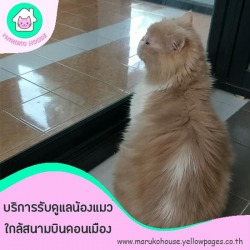 บริการรับดูแลแมวดอนเมือง