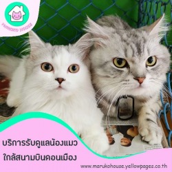 ฝากแมวค้างคืน รายวัน ย่านดอนเมือง