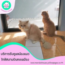 รับฝากแมวมีห้องพักส่วนตัว