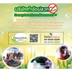 กำจัดปลวกด้วยสมุนไพรสกัดจากพืชธรรมชาติแท้