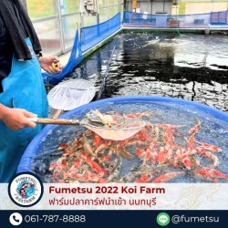 ปลาคาร์ฟนำเข้าญี่ปุ่น