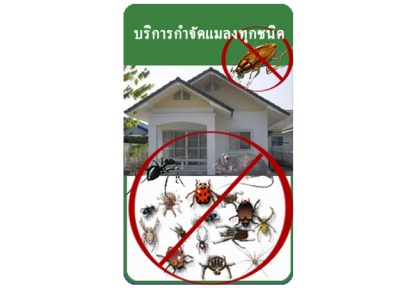 บริการกำจัดแมลงทุกชนิด - บริษัทกำจัดปลวกชลบุรี เมเจอร์ ไมเนอร์
