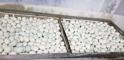ขายไข่เค็มกรุงเทพ - ณิชากมล ไข่สด (ขายส่งไข่ไก่ ประชาอุทิศ)