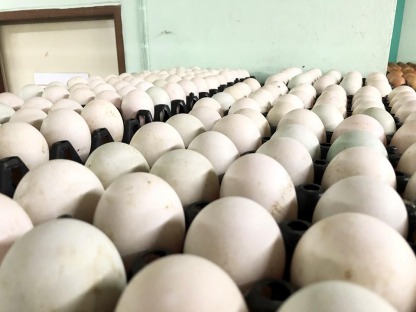 ร้านขายไข่เป็ด - ณิชากมล ไข่สด (ขายส่งไข่ไก่ ประชาอุทิศ)