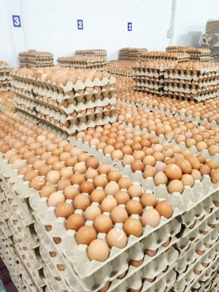 ขายปลีก - ขายส่งไข่ไก่ - ฟาร์มไข่ไก่ชลบุรี ขายส่งไข่ไก่ราคาถูก - ฟาร์มยู่สูงไข่สด 