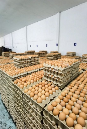 จำหน่ายไข่ไก่ทุกเบอร์ - ฟาร์มไข่ไก่ชลบุรี ขายส่งไข่ไก่ราคาถูก - ฟาร์มยู่สูงไข่สด 