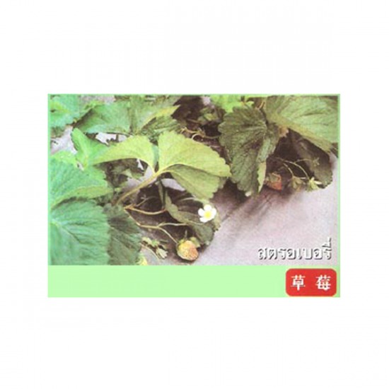 พลาสติกคลุมแปลงปลูกสตอเบอรี่ พลาสติก  พลาสติกคลุมแปลงปลูกพืช  พลาสติกคลุมแปลงปลูกสตอเบอรี่ 