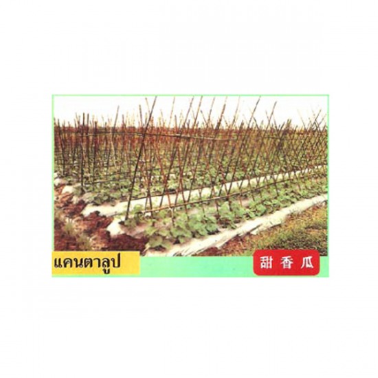 พลาสติกคลุมแปลงปลูกแคนตาลูป พลาสติก  พลาสติกคลุมแปลงปลูกพืช  พลาสติกคลุมแปลงปลูกแคนตาลูป 