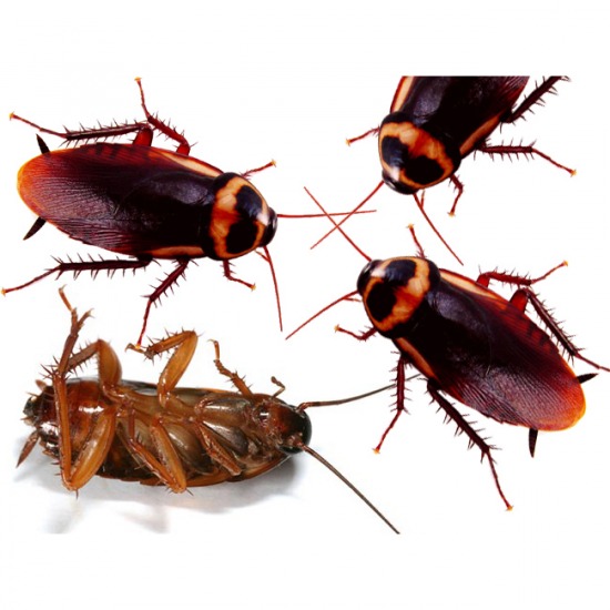 กำจัดแมลงสาบ ปลวก แมลง มด หนู 