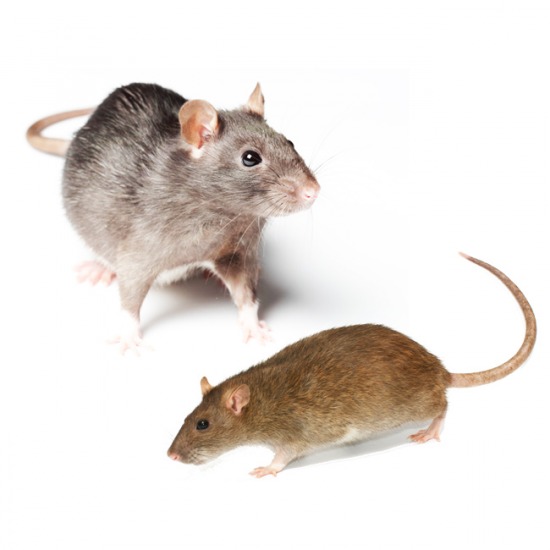 กำจัดหนู กำจัดหนู  ปลวก 