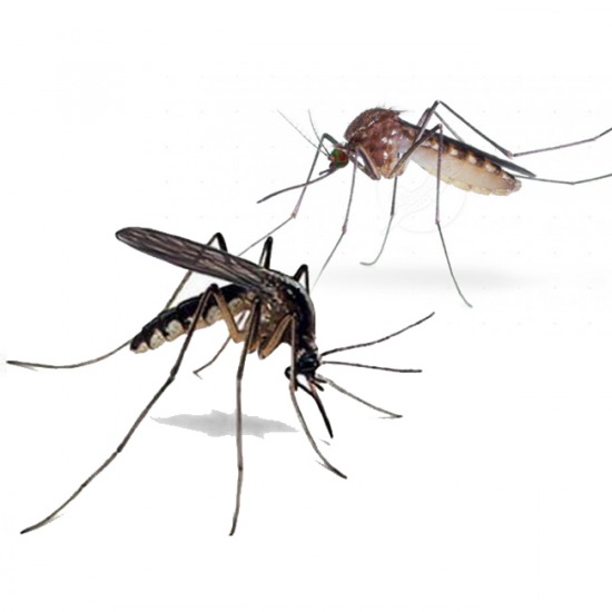 กำจัดยุง ปลวก ยุง แมลงวัน แมลงสาบ หนู กำจัด 