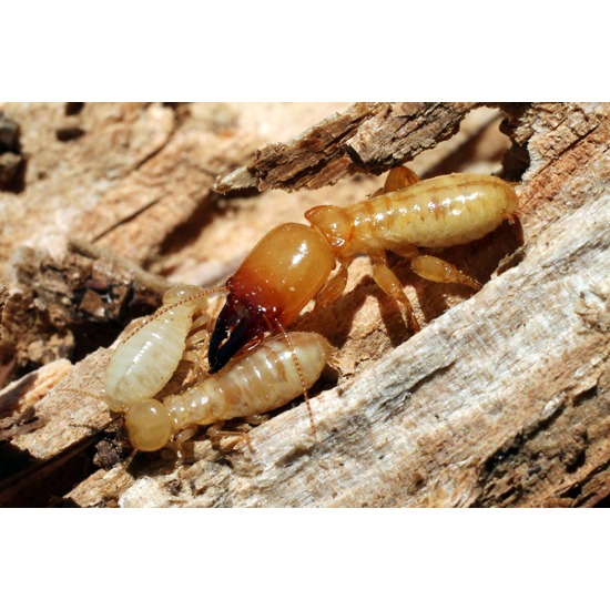 บริการกำจัดปลวก บริการกำจัดปลวก  ปลวก  ฆ่าปลวก  termites  ฉีดปลวก  ยากำจัดปลวก  อุปกรณ์กำจัดปลวก  ปลวก-บริการกำจัดปลวก  กำจัดปลวก 