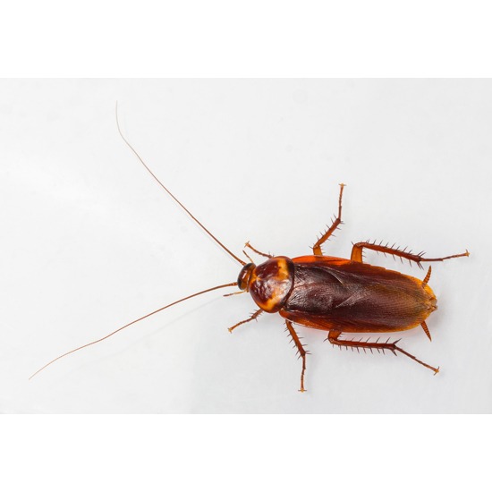 บริการกำจัดแมลงสาบ กำจัดแมลงสาบ  ฆ่าแมลงสาบ  จัดการแมลงสาบ  ไล่แมลงสาบ  ฉีดแมลงสาบ  บริการกำจัดแมลงสาบ  แมลงสาบ 