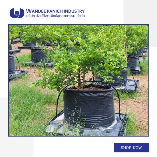 ถุงปลูกมะนาวคุณภาพ ราคาถูก พร้อมส่ง ถุงปลูกมะนาวคุณภาพ ราคาถูก พร้อมส่ง 