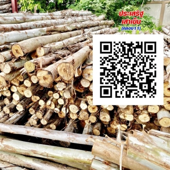 Eucalyptus wood for sale, Pathum Thani Eucalyptus wood for sale   Pathum Thani 