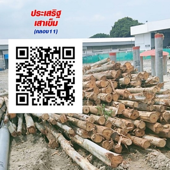 ขายและรับซื้อไม้ยูคา ปทุมธานี รับซื้อไม้ยูคา ปทุมธานี  ขายและรับซื้อไม้ยูคา ปทุมธานี  ขายไม้ยูคา ปทุมธานี 