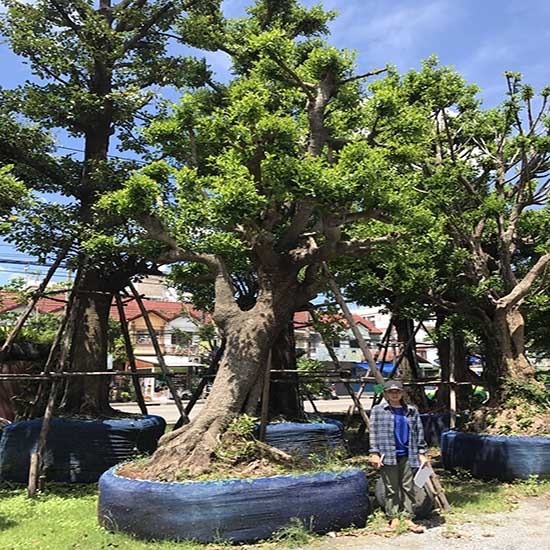 จำหน่ายพันธุ์ไม้ใหญ่หายาก กรุงเทพฯ - บริการจัดสวน พนา 1000 เมืองต้นไม้ กรุงเทพฯ