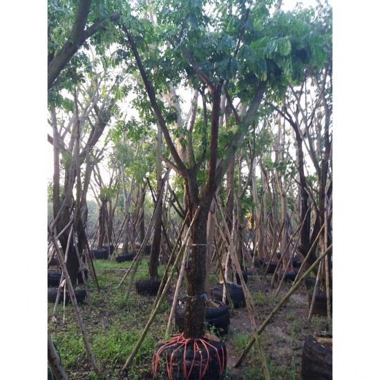 ขายส่งต้นไม้ บางประอิน อยุธยา ขายส่งต้นไม้ บางประอิน อยุธยา 