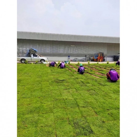 ปูสนามหญ้า ศรีราชา ชลบุรี ปูสนามหญ้า ศรีราชา ชลบุรี 