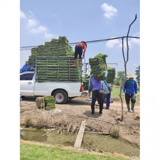 ขายส่งหญ้า ราคาถูก ขายส่งหญ้า ราคาถูก 