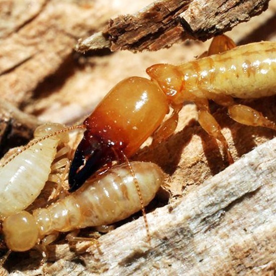 บริษัทกำจัดปลวก ขอนแก่น บริษัทกำจัดปลวก ขอนแก่น 