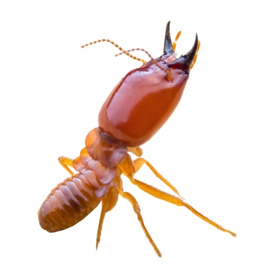 กําจัดปลวก ขอนแก่น กําจัดปลวก ขอนแก่น 